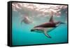Snorkeler with a Dusky Dolphin Off of Kaikoura, New Zealand-James White-Framed Stretched Canvas