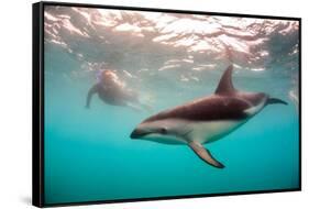 Snorkeler with a Dusky Dolphin Off of Kaikoura, New Zealand-James White-Framed Stretched Canvas