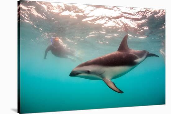 Snorkeler with a Dusky Dolphin Off of Kaikoura, New Zealand-James White-Stretched Canvas