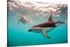 Snorkeler with a Dusky Dolphin Off of Kaikoura, New Zealand-James White-Stretched Canvas