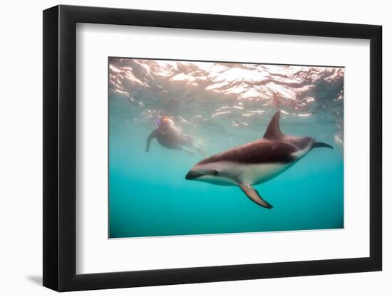 Snorkeler with a Dusky Dolphin Off of Kaikoura, New Zealand-James White-Framed Photographic Print