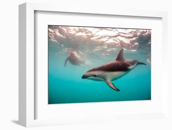 Snorkeler with a Dusky Dolphin Off of Kaikoura, New Zealand-James White-Framed Photographic Print