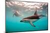 Snorkeler with a Dusky Dolphin Off of Kaikoura, New Zealand-James White-Mounted Photographic Print