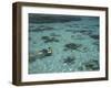 Snorkelers and Reef, Green Island, Great Barrier Reef Marine Park, North Queensland, Australia-David Wall-Framed Premium Photographic Print