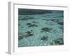 Snorkelers and Reef, Green Island, Great Barrier Reef Marine Park, North Queensland, Australia-David Wall-Framed Premium Photographic Print