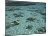 Snorkelers and Reef, Green Island, Great Barrier Reef Marine Park, North Queensland, Australia-David Wall-Mounted Premium Photographic Print