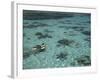 Snorkelers and Reef, Green Island, Great Barrier Reef Marine Park, North Queensland, Australia-David Wall-Framed Photographic Print