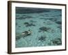 Snorkelers and Reef, Green Island, Great Barrier Reef Marine Park, North Queensland, Australia-David Wall-Framed Photographic Print