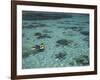 Snorkelers and Reef, Green Island, Great Barrier Reef Marine Park, North Queensland, Australia-David Wall-Framed Photographic Print