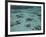 Snorkelers and Reef, Green Island, Great Barrier Reef Marine Park, North Queensland, Australia-David Wall-Framed Photographic Print