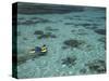 Snorkelers and Reef, Green Island, Great Barrier Reef Marine Park, North Queensland, Australia-David Wall-Stretched Canvas