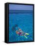 Snorkeling in Clear Waters, Bahamas, Caribbean-Greg Johnston-Framed Stretched Canvas