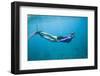 Snorkeling in Shallow Water-DLILLC-Framed Photographic Print