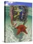 Snorkeling in the Blue Waters of the Bahamas-Greg Johnston-Stretched Canvas