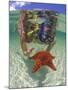 Snorkeling in the Blue Waters of the Bahamas-Greg Johnston-Mounted Photographic Print