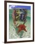 Snorkeling in the Blue Waters of the Bahamas-Greg Johnston-Framed Photographic Print