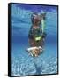 Snorkeling in the Blue Waters of the Bahamas-Greg Johnston-Framed Stretched Canvas