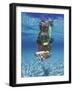 Snorkeling in the Blue Waters of the Bahamas-Greg Johnston-Framed Photographic Print