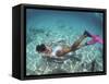 Snorkeling the Bimini Road, North Bimini, out Islands of the Bahamas-Greg Johnston-Framed Stretched Canvas