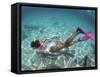 Snorkeling the Bimini Road, North Bimini, out Islands of the Bahamas-Greg Johnston-Framed Stretched Canvas