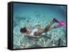 Snorkeling the Bimini Road, North Bimini, out Islands of the Bahamas-Greg Johnston-Framed Stretched Canvas