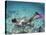 Snorkeling the Bimini Road, North Bimini, out Islands of the Bahamas-Greg Johnston-Stretched Canvas