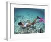 Snorkeling the Bimini Road, North Bimini, out Islands of the Bahamas-Greg Johnston-Framed Photographic Print