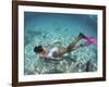 Snorkeling the Bimini Road, North Bimini, out Islands of the Bahamas-Greg Johnston-Framed Photographic Print