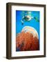 Snorkeling with Jellyfish-GoodOlga-Framed Photographic Print