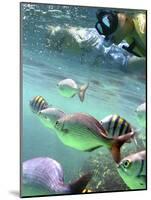 Snorkeling-Karen Williams-Mounted Photographic Print