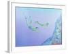 Snorklers-William Ireland-Framed Giclee Print