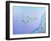 Snorklers-William Ireland-Framed Giclee Print