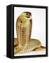 Snouted Cobra-Martin Harvey-Framed Stretched Canvas