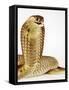 Snouted Cobra-Martin Harvey-Framed Stretched Canvas