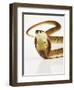 Snouted Cobra-Martin Harvey-Framed Photographic Print