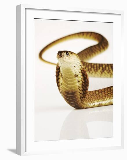 Snouted Cobra-Martin Harvey-Framed Photographic Print