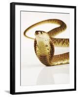 Snouted Cobra-Martin Harvey-Framed Photographic Print