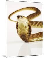 Snouted Cobra-Martin Harvey-Mounted Photographic Print