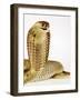 Snouted Cobra-Martin Harvey-Framed Photographic Print