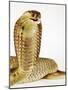 Snouted Cobra-Martin Harvey-Mounted Photographic Print