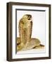 Snouted Cobra-Martin Harvey-Framed Photographic Print