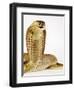 Snouted Cobra-Martin Harvey-Framed Photographic Print