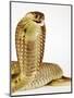 Snouted Cobra-Martin Harvey-Mounted Photographic Print