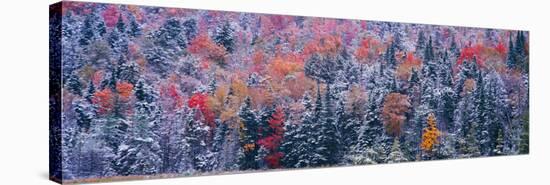 Snow and Autumn Trees, Adirondack Mountains, New York State-null-Stretched Canvas