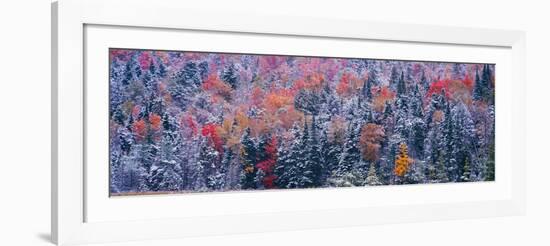 Snow and Autumn Trees, Adirondack Mountains, New York State-null-Framed Photographic Print