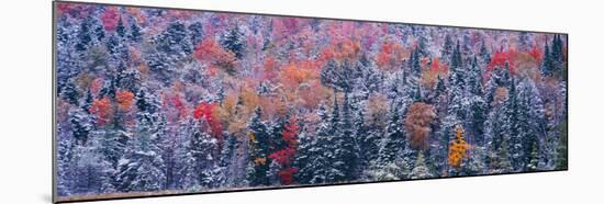 Snow and Autumn Trees, Adirondack Mountains, New York State-null-Mounted Photographic Print