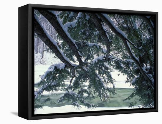 Snow and Eastern Hemlock, New Hampshire, USA-Jerry & Marcy Monkman-Framed Stretched Canvas