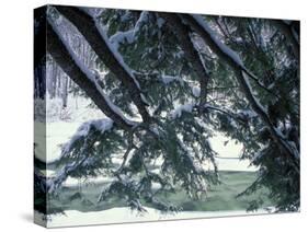 Snow and Eastern Hemlock, New Hampshire, USA-Jerry & Marcy Monkman-Stretched Canvas