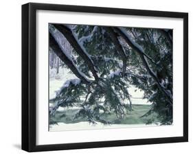 Snow and Eastern Hemlock, New Hampshire, USA-Jerry & Marcy Monkman-Framed Photographic Print
