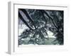 Snow and Eastern Hemlock, New Hampshire, USA-Jerry & Marcy Monkman-Framed Photographic Print